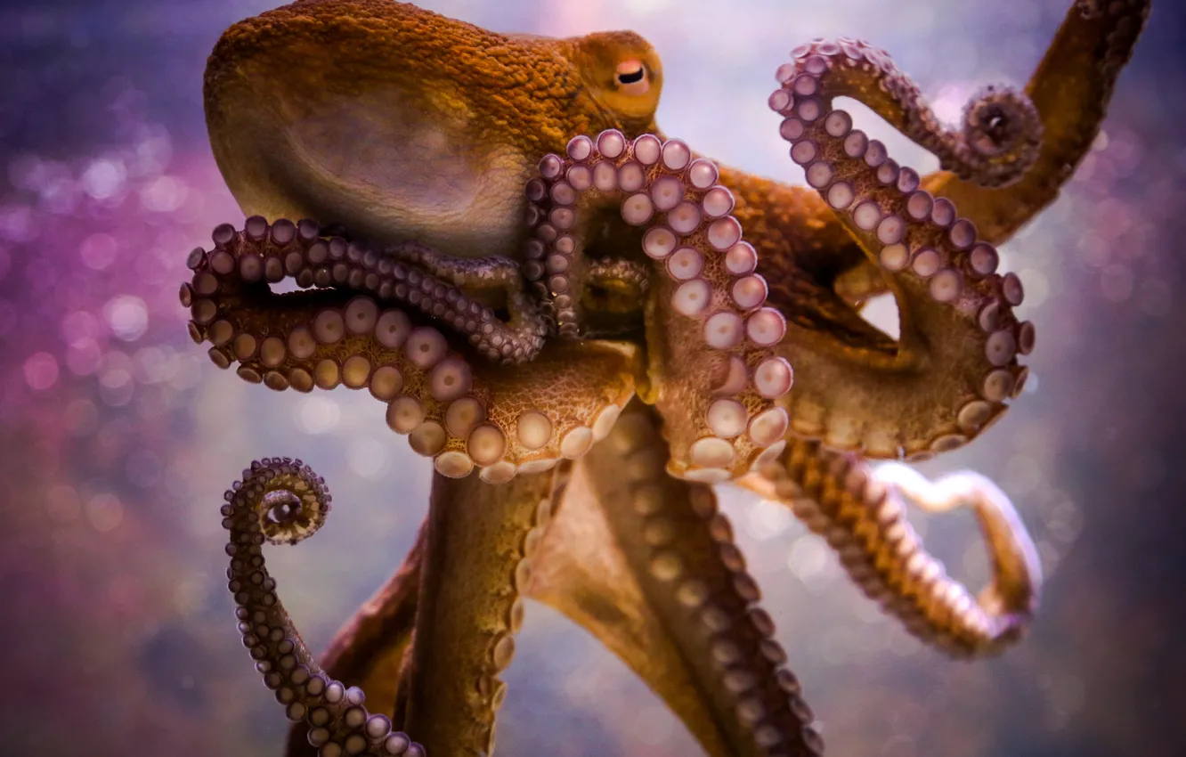 Photo wallpaper octopus, tentacles, sucker