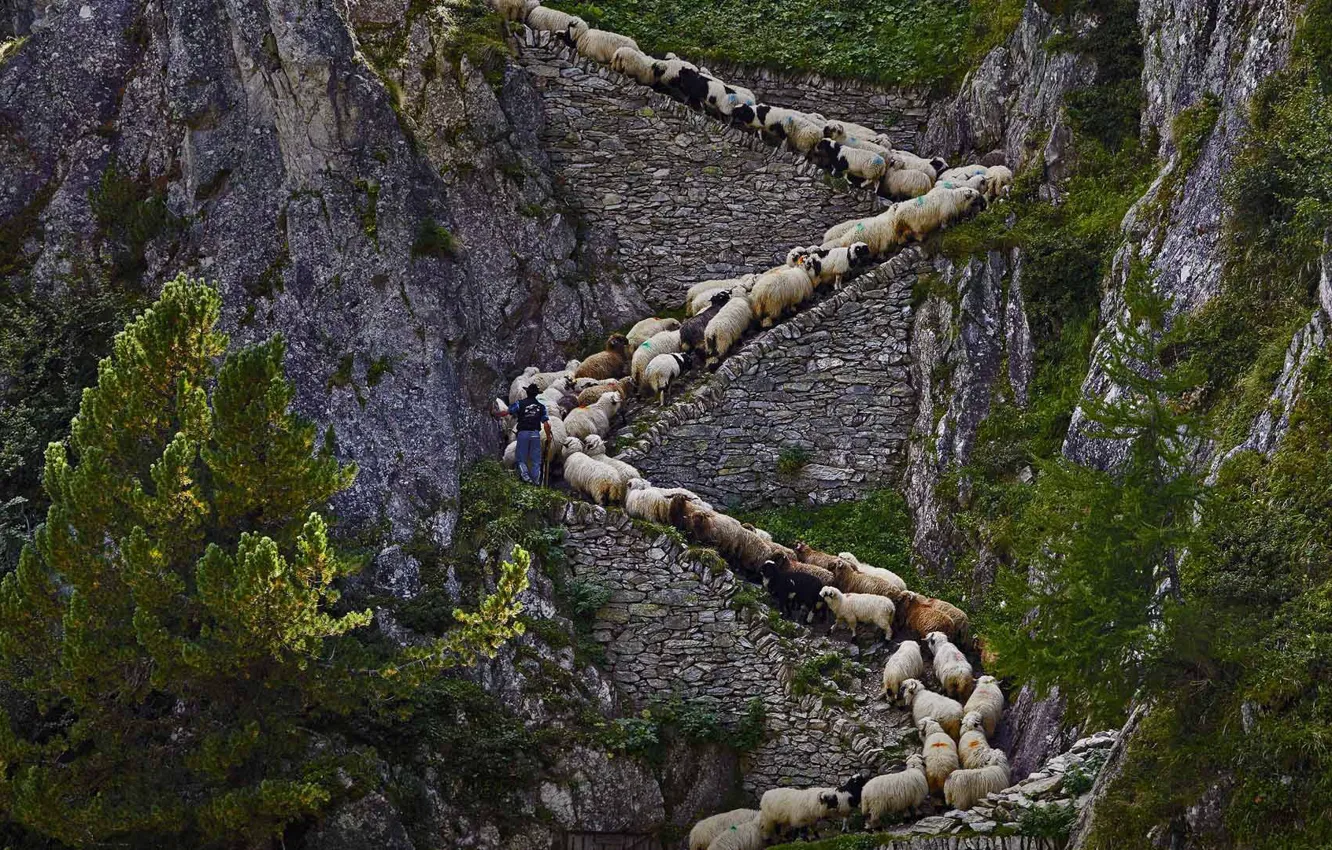 Photo wallpaper mountains, Switzerland, the herd, Valia, walleska Chervonoye sheep