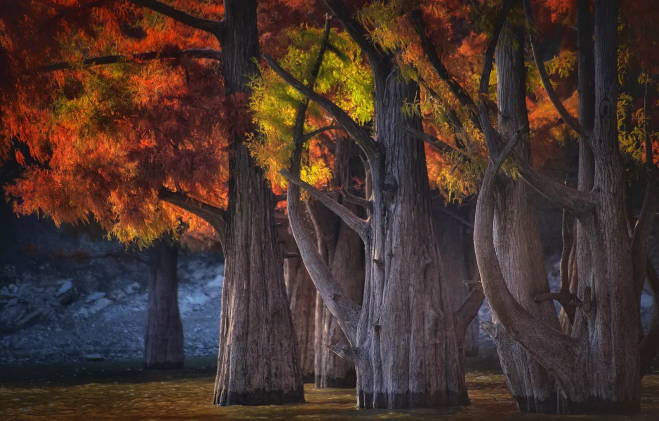 Photo wallpaper autumn, trees, nature, lake, cypress, Sukko, Krasnodar Krai, Paul Sahaidak