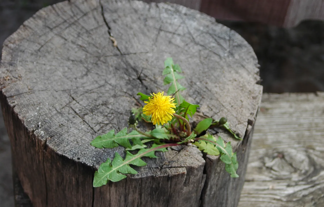 Photo wallpaper life, dandelion, stump