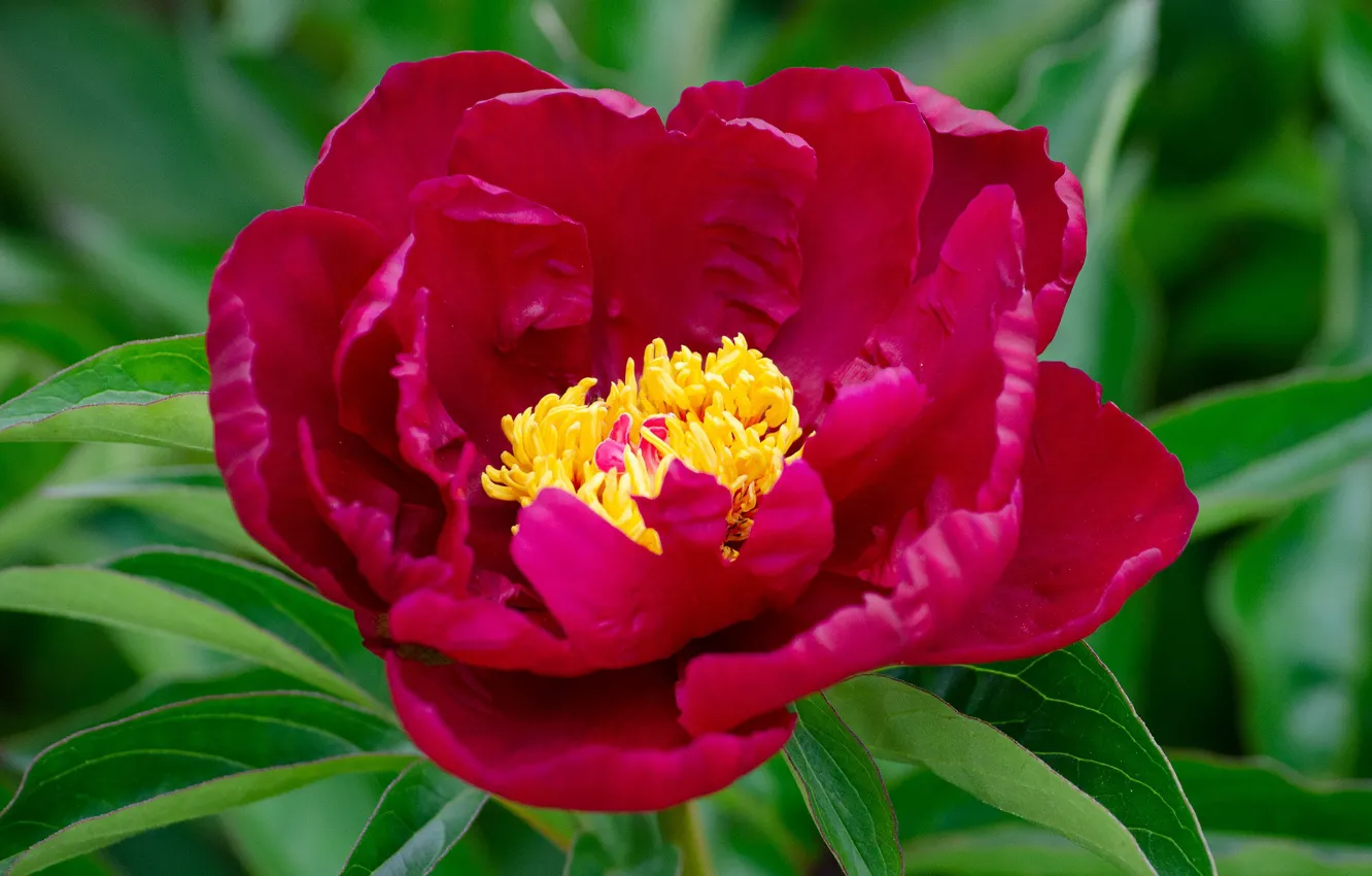 Photo wallpaper macro, flowering, peonies
