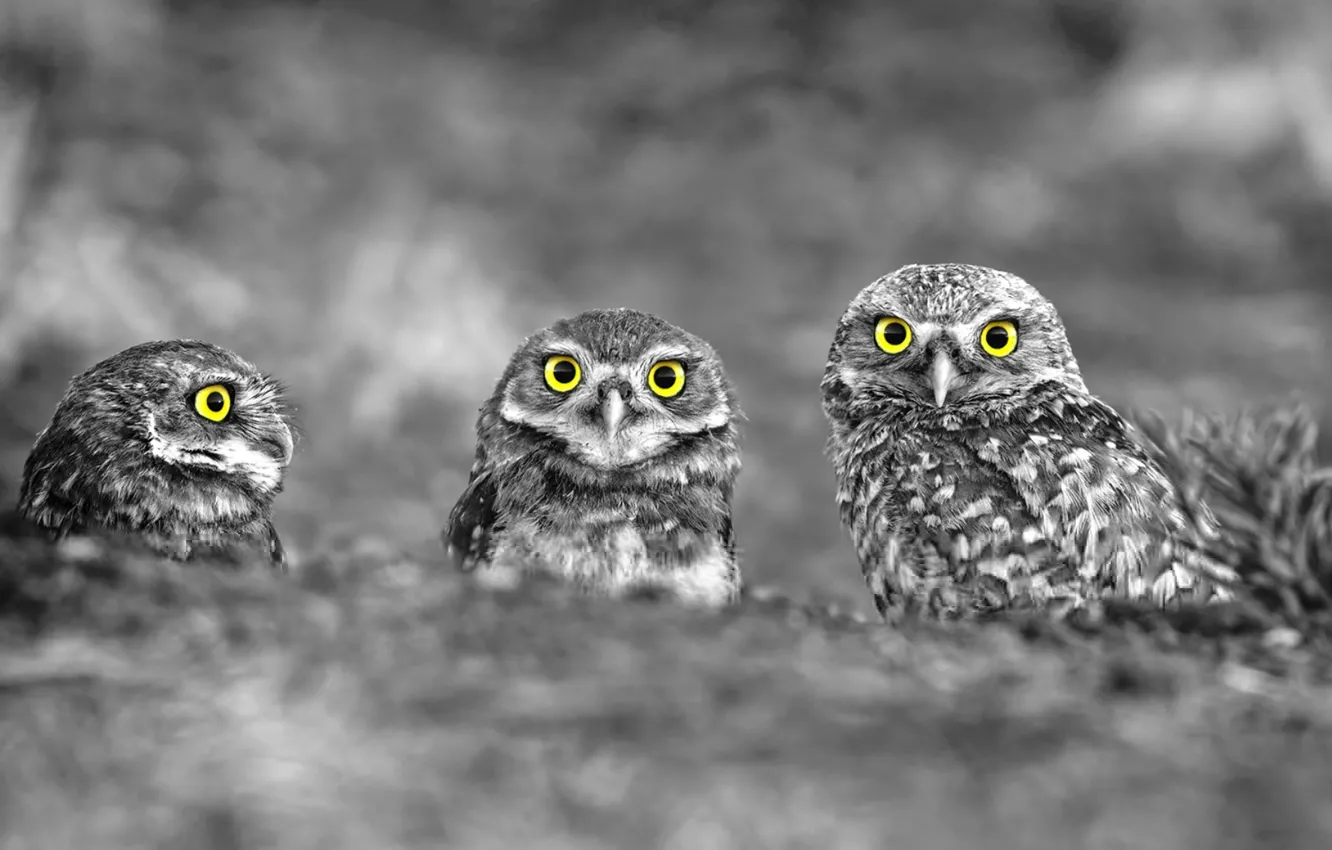 Photo wallpaper nature, owl, bird