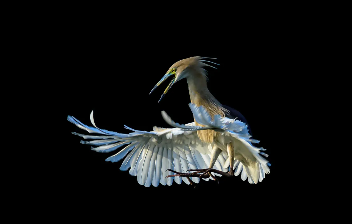 Photo wallpaper bird, Heron, Indian yellow Heron