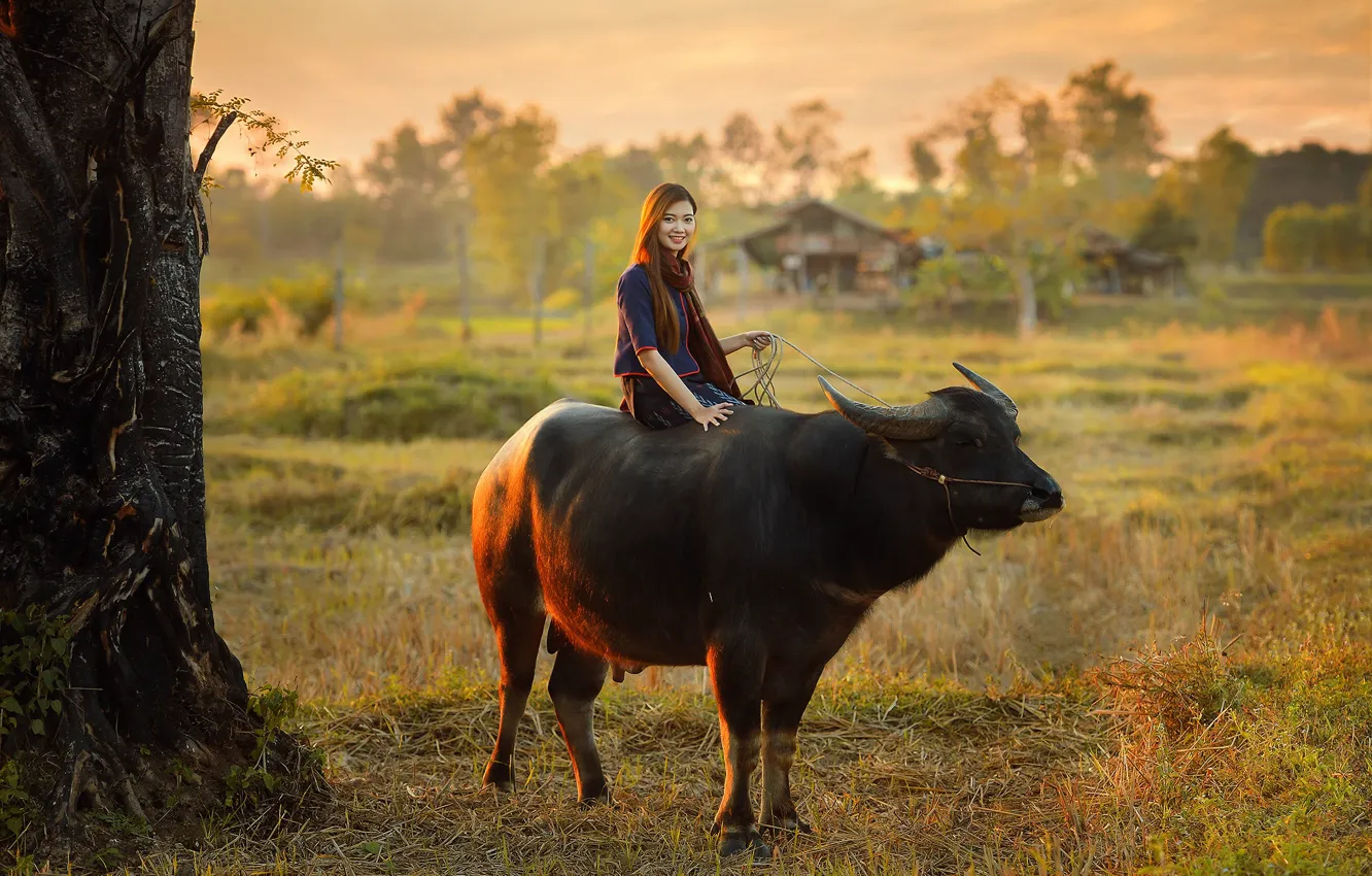 Photo wallpaper girl, Thailand, Buffalo