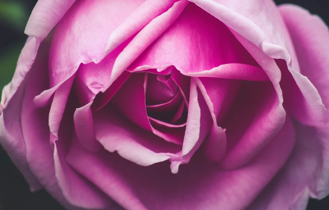 Photo wallpaper flower, macro, close-up, pink, rose, petals, Bud