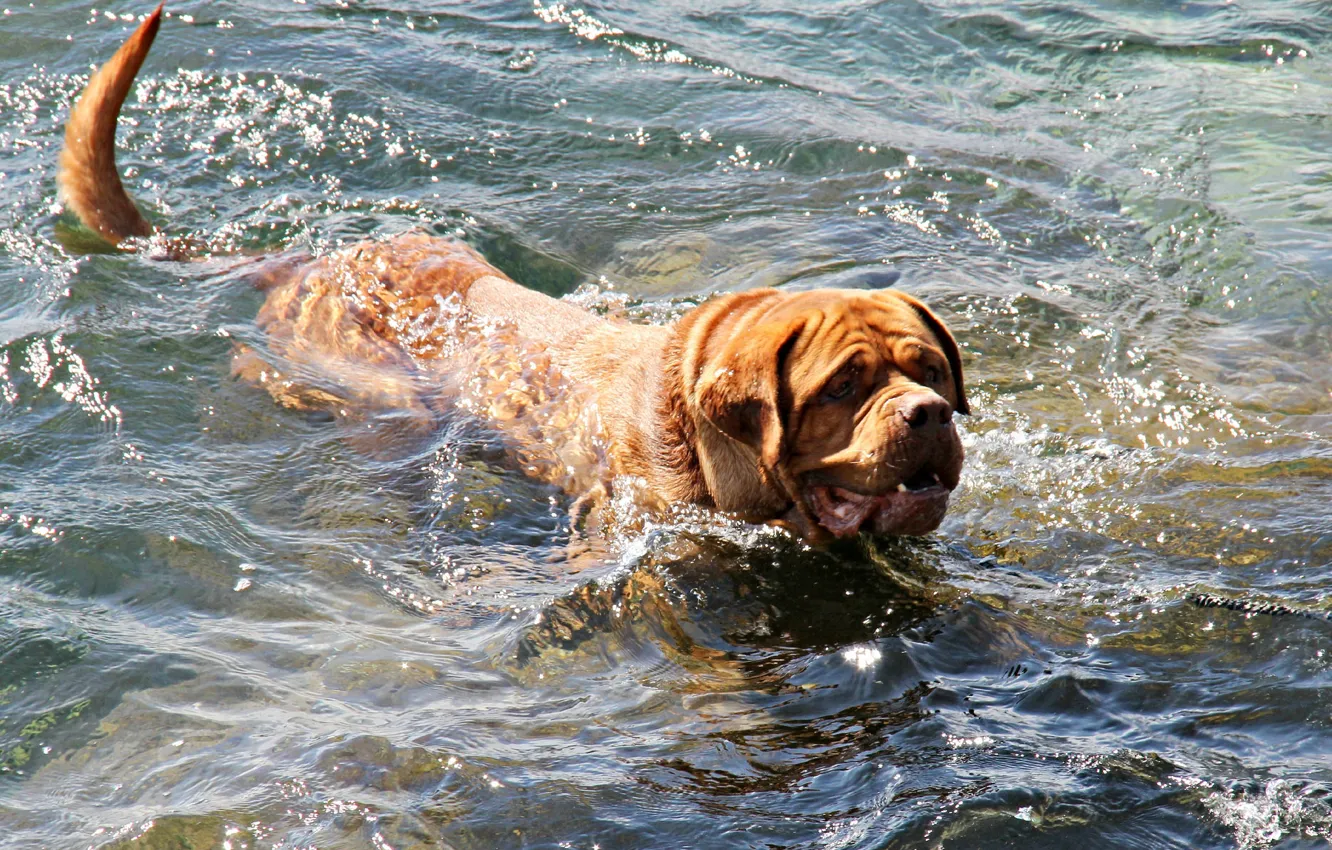 Photo wallpaper water, squirt, bathing, dog