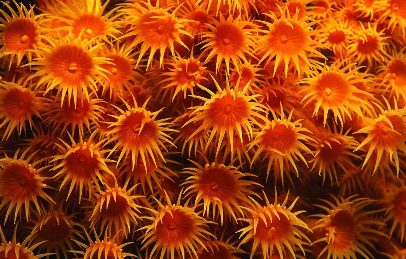 Photo wallpaper wallpaper, photo, animal
