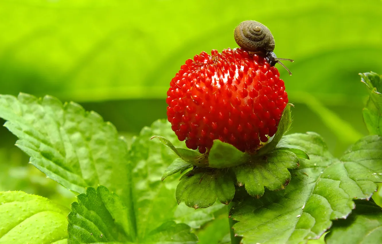 Photo wallpaper snail, strawberry, berry