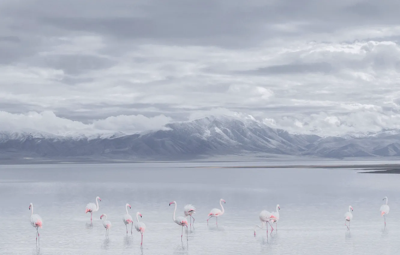 Photo wallpaper bird, mountains, winter, overcast, dal, a lot, Flamingo, the sky