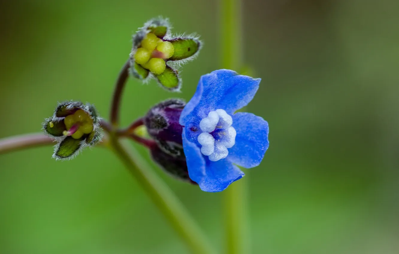 Photo wallpaper flowers, nature, plant, petals
