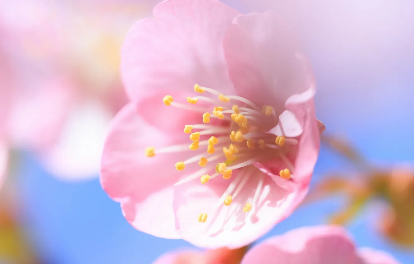 Photo wallpaper flower, macro, nature, Sakura