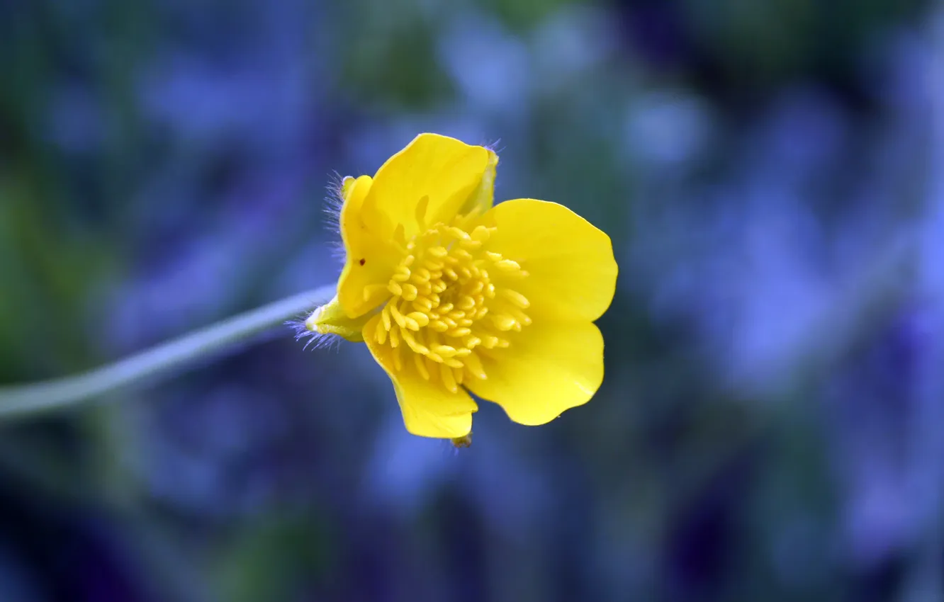 Photo wallpaper flowers, blue, yellow, background