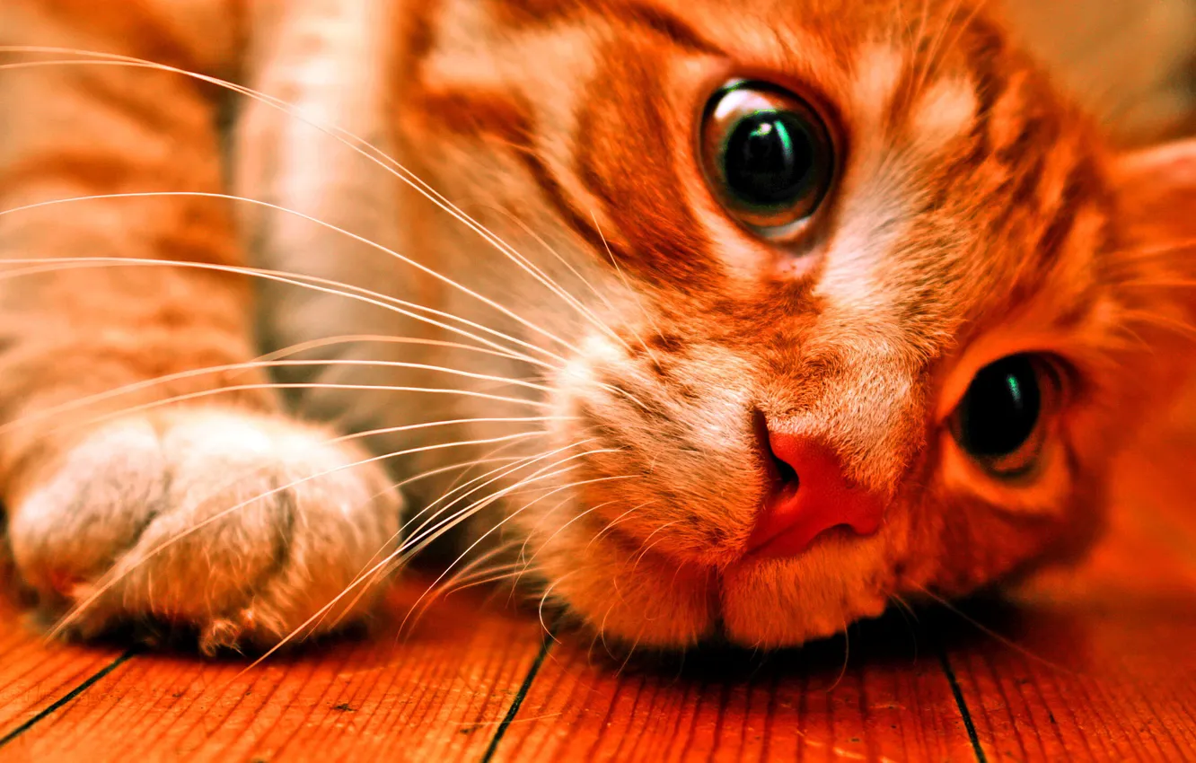 Photo wallpaper LOOK, COLOR, FACE, CAT, RED
