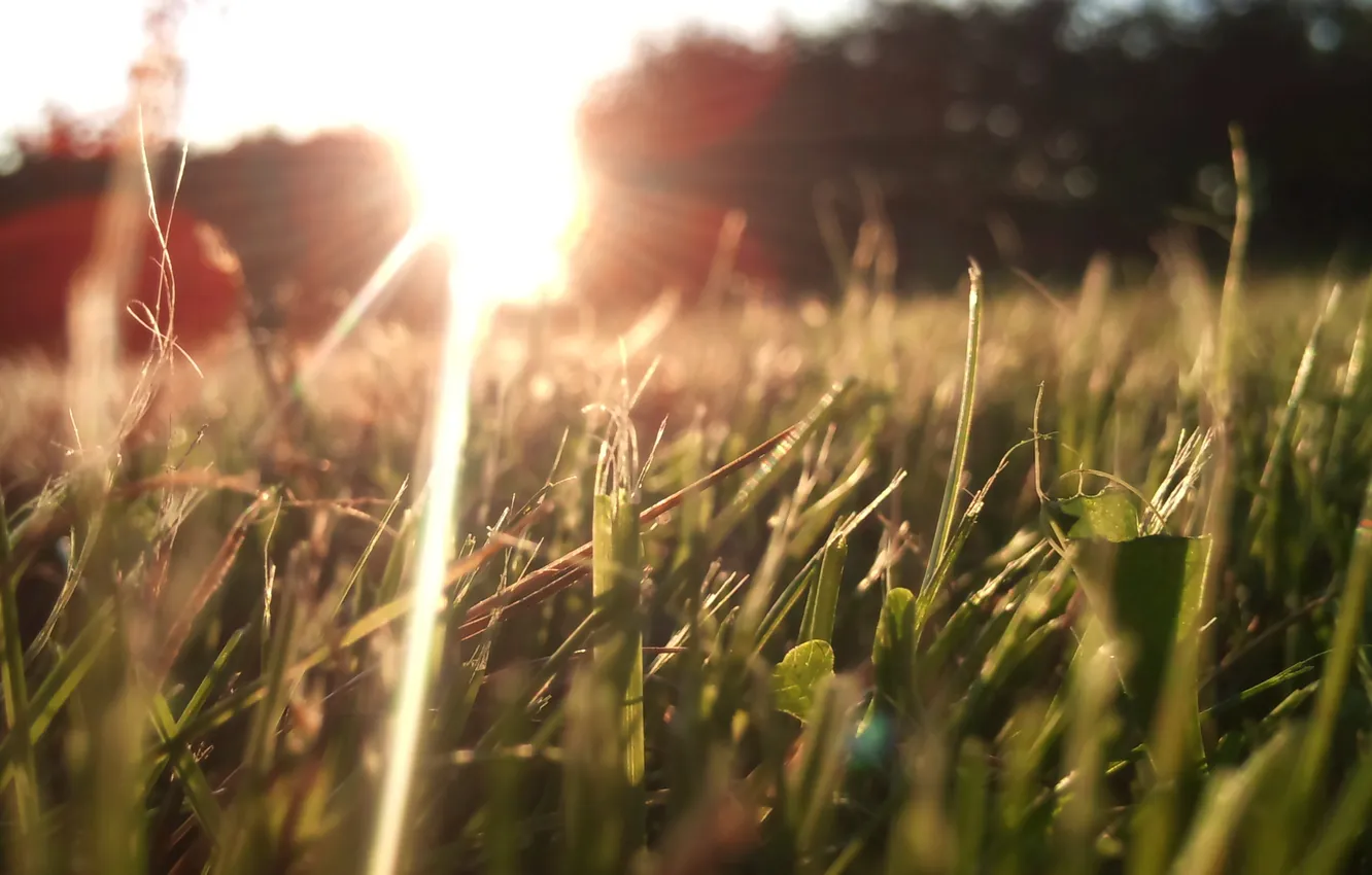 Photo wallpaper grass, macro, nature, the sun's rays