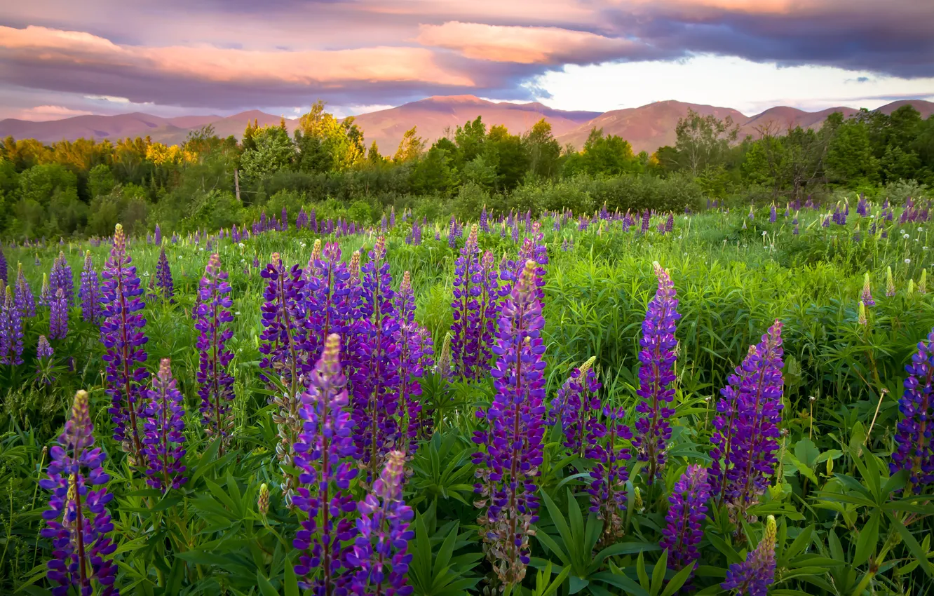 Photo wallpaper flowers, meadow, lupins, New Hampshire, Sugar Hill, Franconia, Franconia, NH
