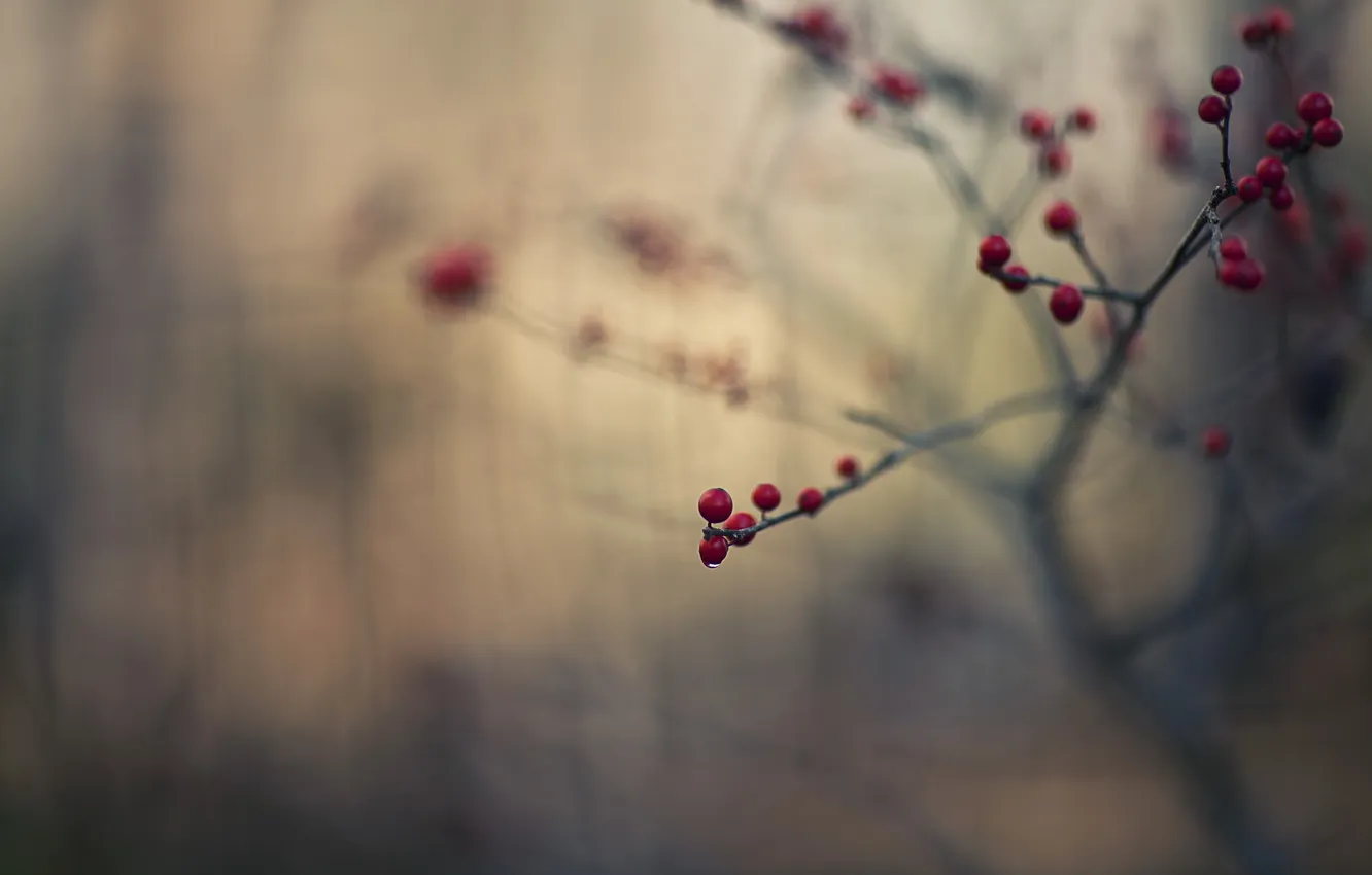 Photo wallpaper branches, nature, berries