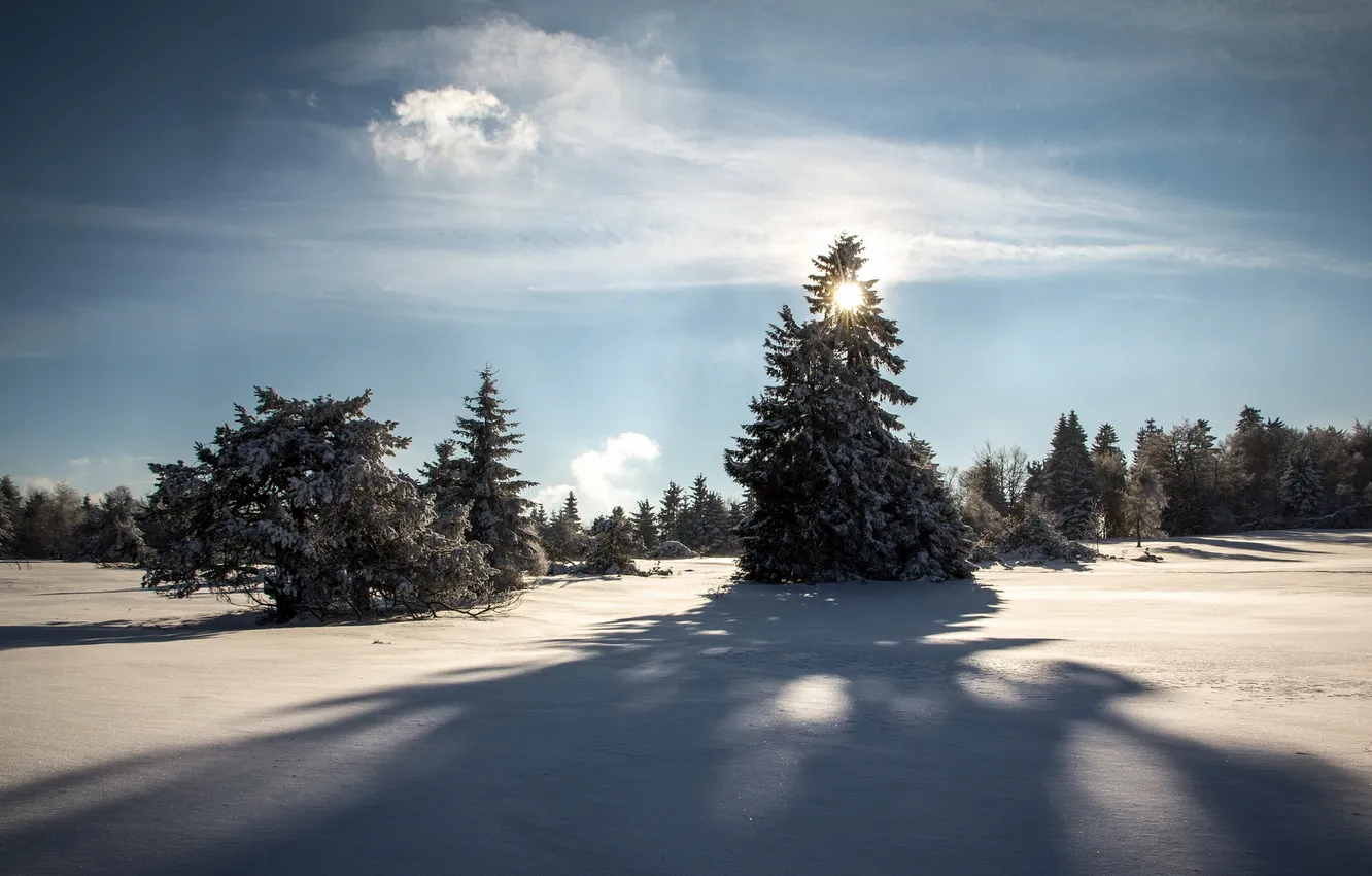 Photo wallpaper winter, light, snow, landscape, nature, tree