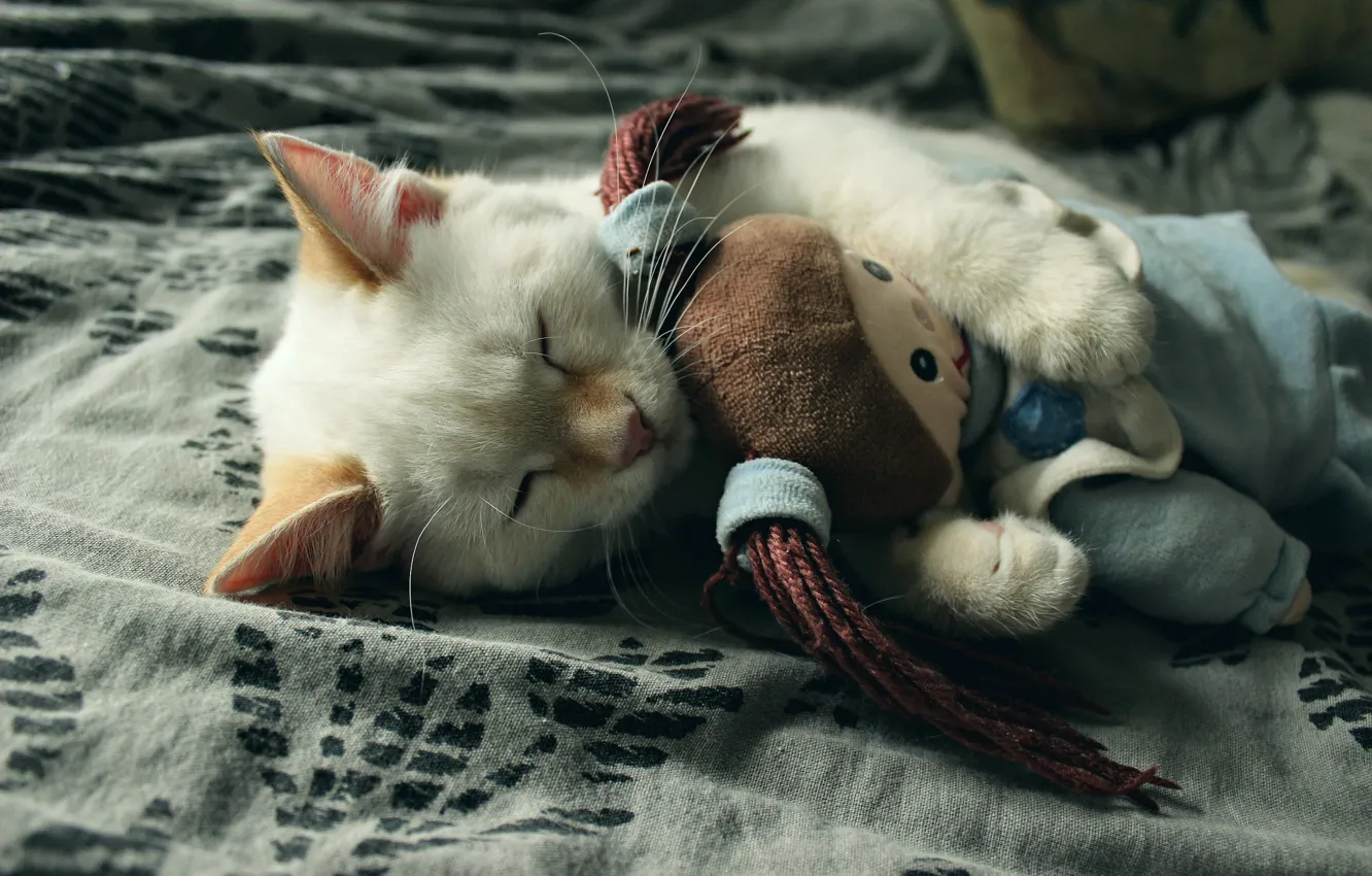 Photo wallpaper kitty, toy, sleeping, by LadyWilmor