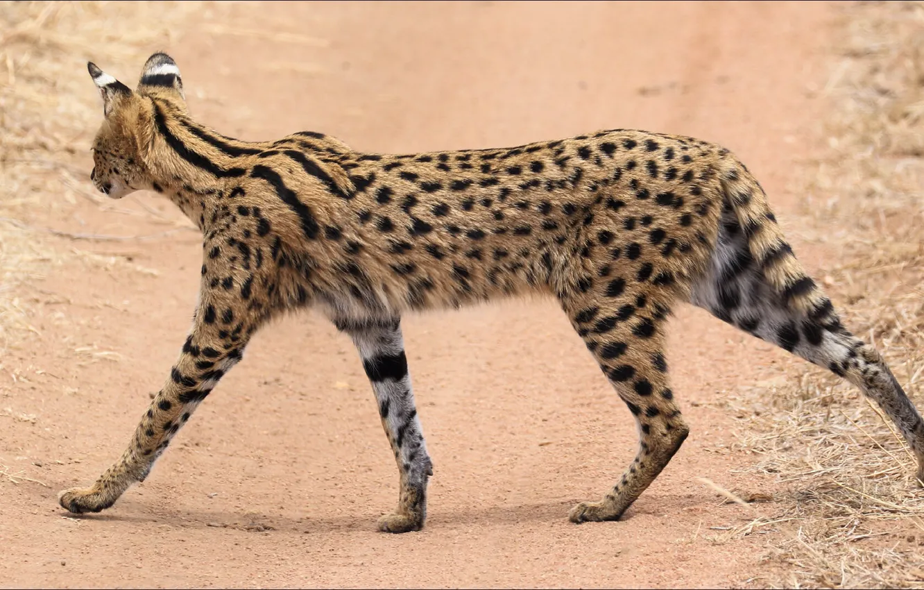 Photo wallpaper cat, cat, Serval, Serval, step by step, slowly