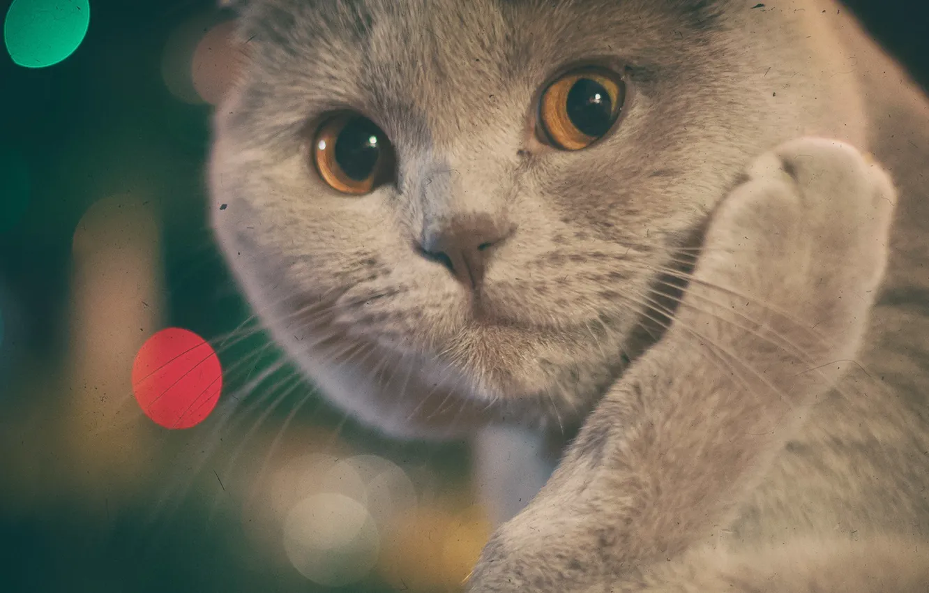 Photo wallpaper cat, reverie, Pets