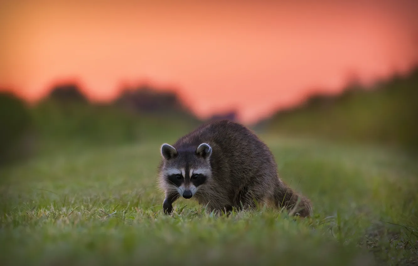 Photo wallpaper sunset, glade, raccoon