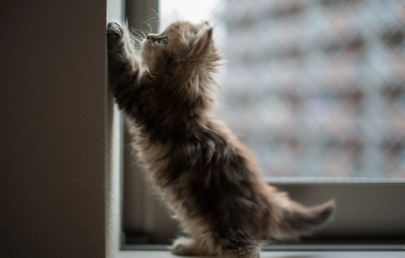 Photo wallpaper cat, kitty, wall, window, angle, Daisy, Ben Torode