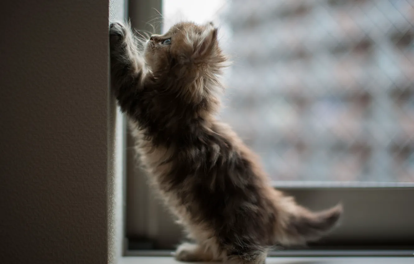 Photo wallpaper cat, wall, window, angle, kitty, Daisy, Ben Torode