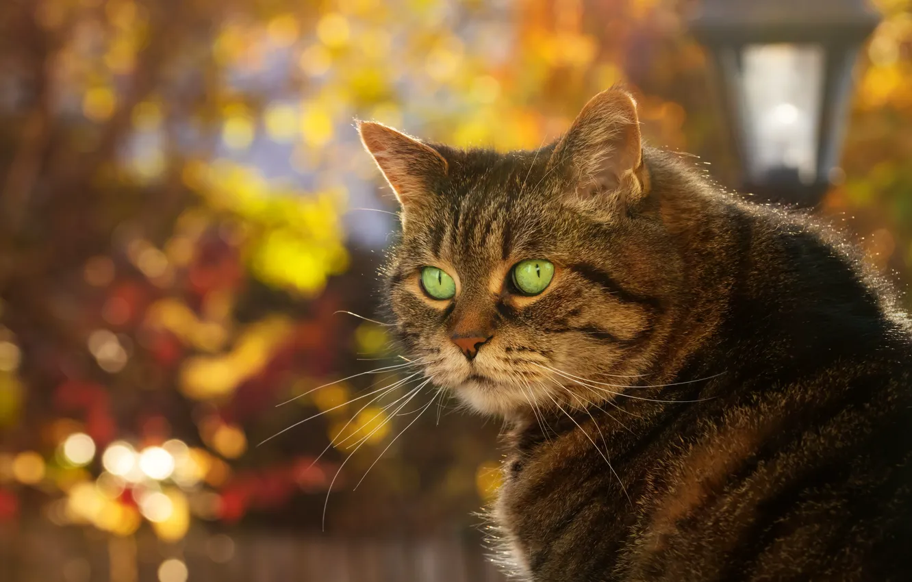 Photo wallpaper autumn, cat, face, background, portrait, bokeh