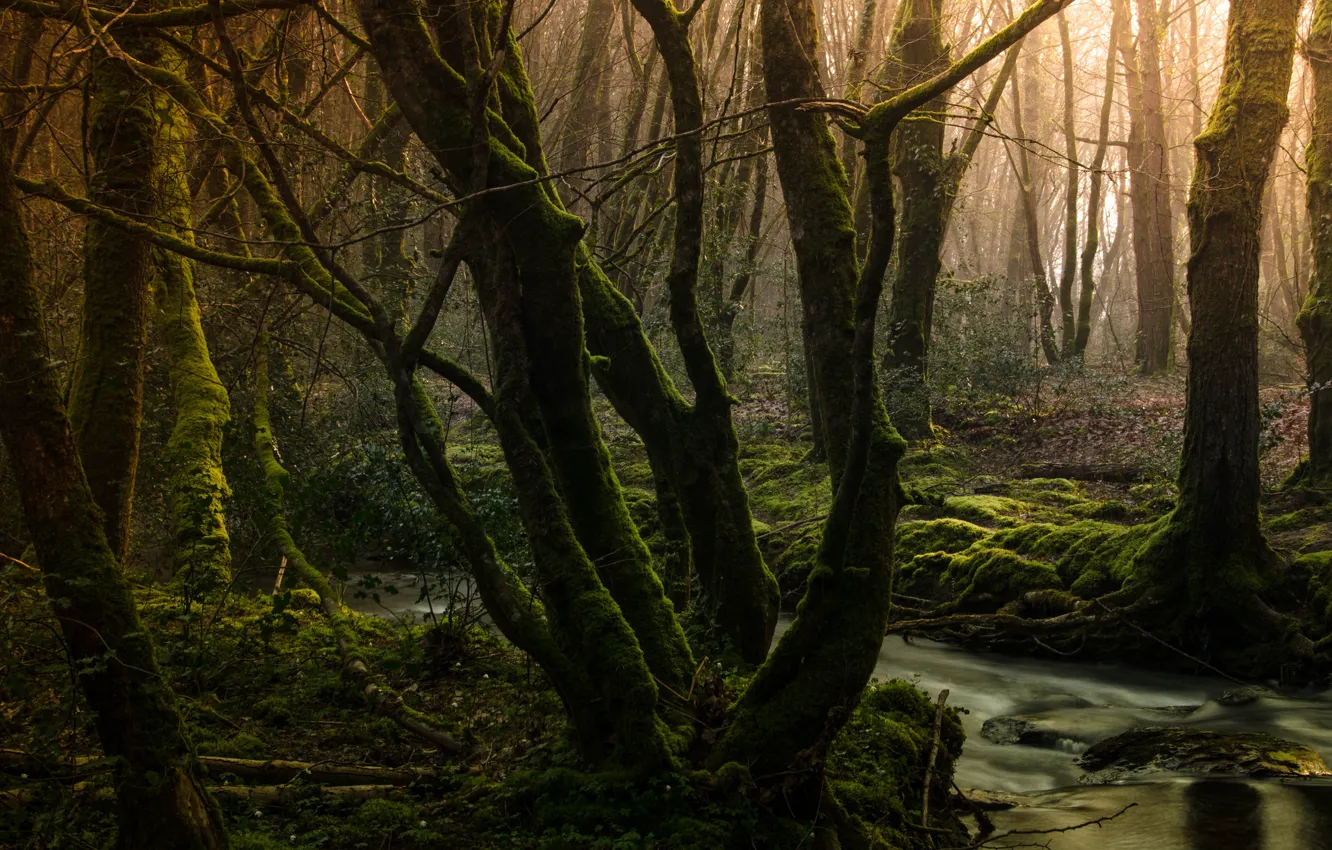 Photo wallpaper forest, trees, stream, moss