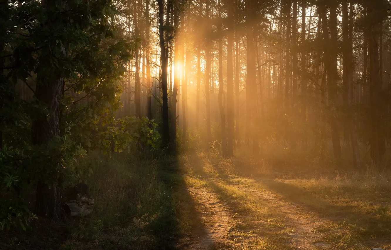 Photo wallpaper forest, the sun, rays, light, fog, dawn, glade, foliage