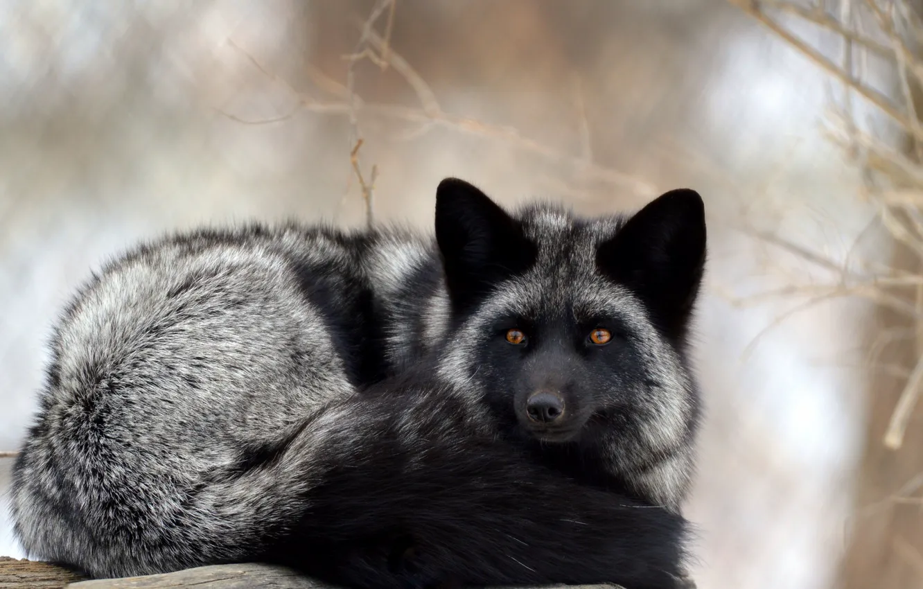 Photo wallpaper Fox, lies, silver