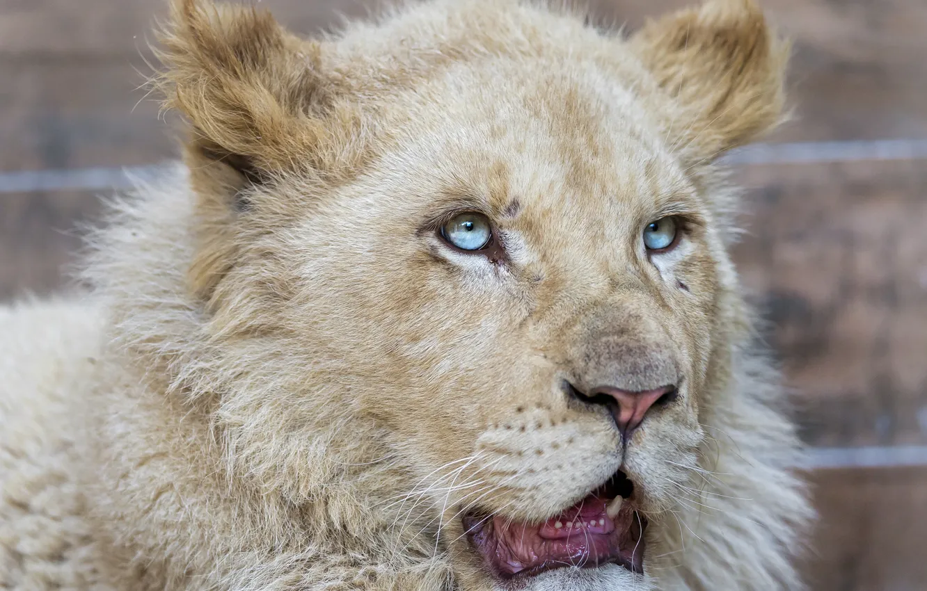 Photo wallpaper cat, face, blue eyes, lion, white lion, ©Tambako The Jaguar