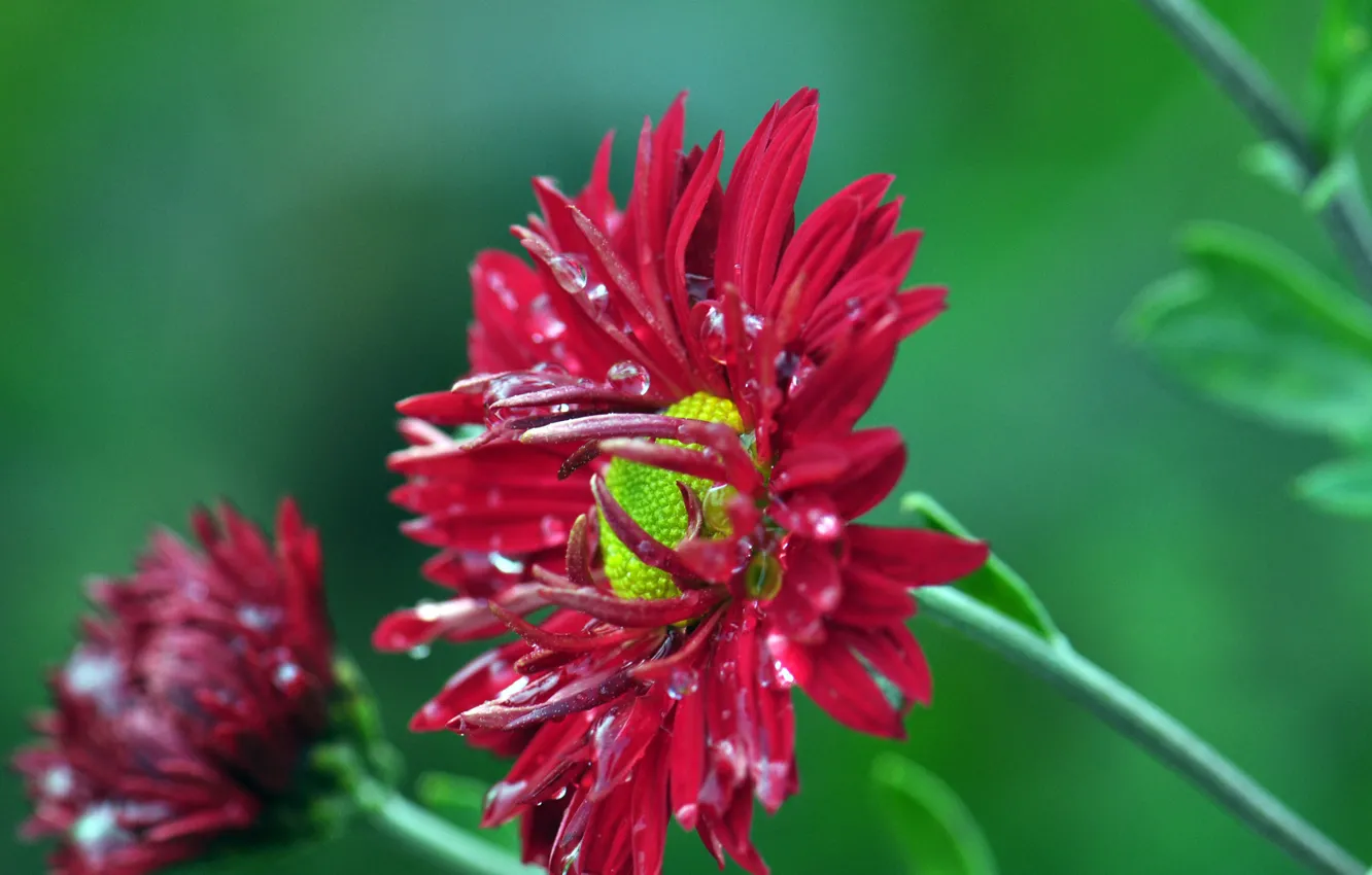 Photo wallpaper drops, macro, flowers, nature