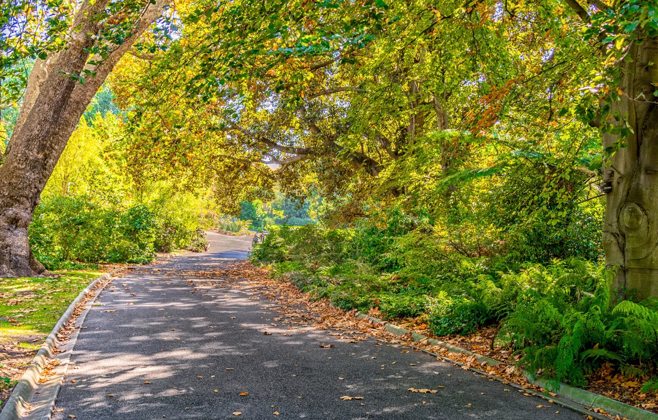 Photo wallpaper autumn, the sun, parks, trees, autumn, roads, trees, road