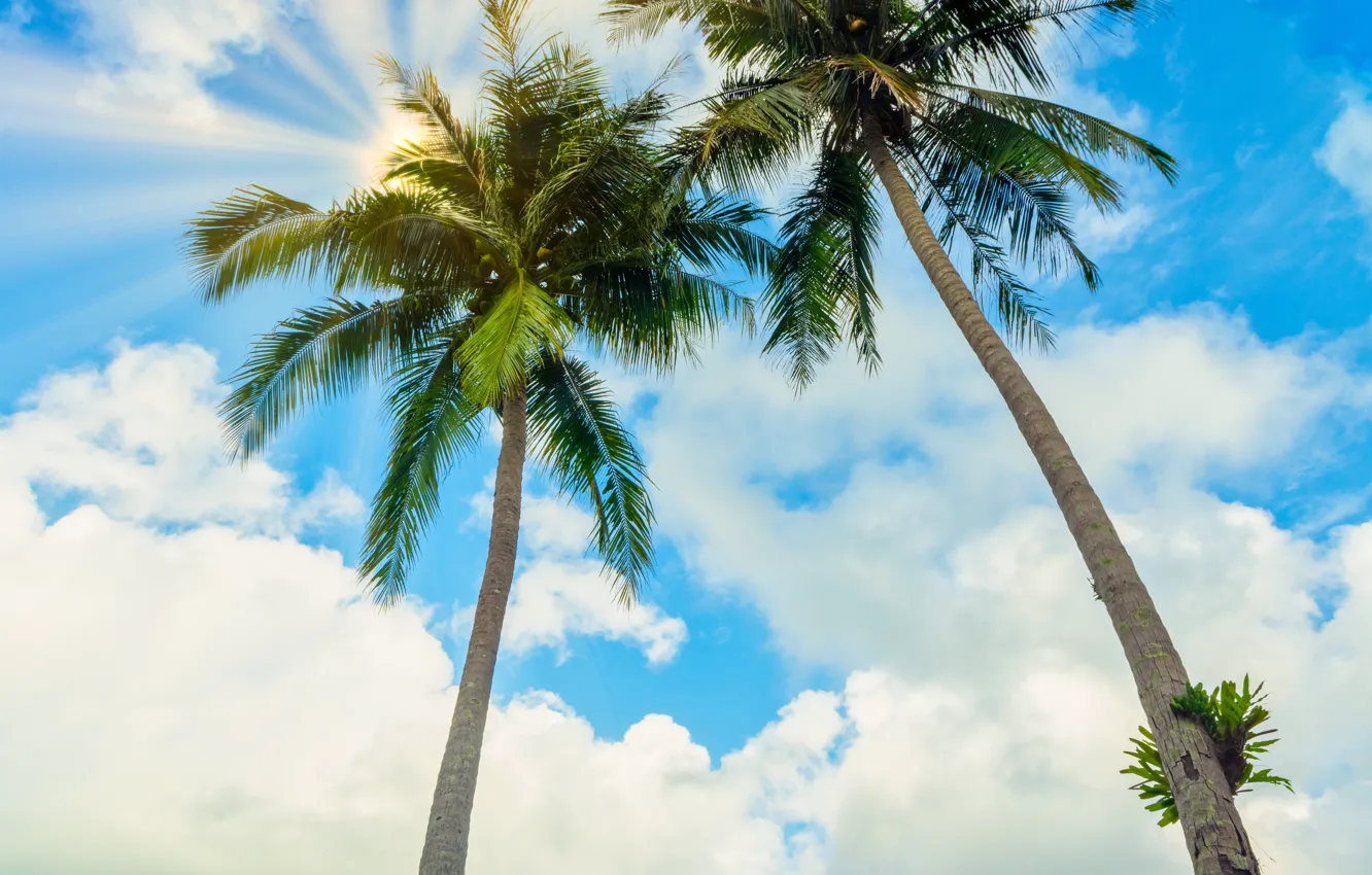 Photo wallpaper sea, beach, summer, the sky, the sun, palm trees, shore, summer