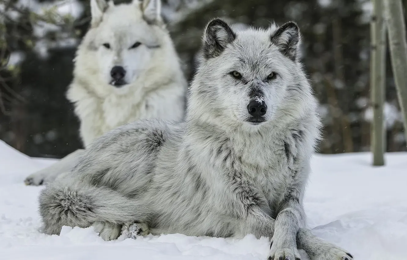 Photo wallpaper nature, Gray Wolf, face, animal, wolf, canis lupus, wildlife, head