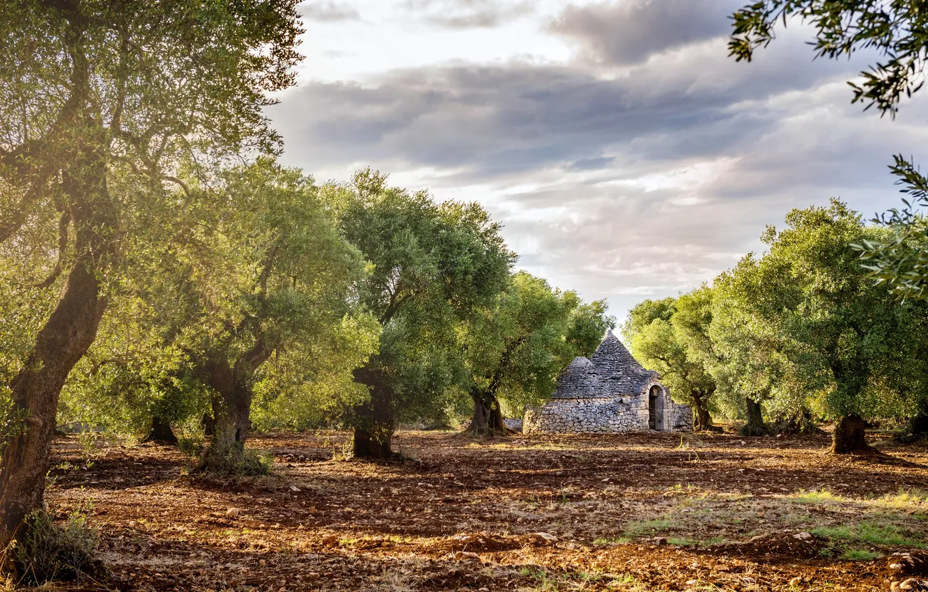 Photo wallpaper clouds, trees, Italy, Italy, Apulia, Puglia, Olive Grove, Itria Valley
