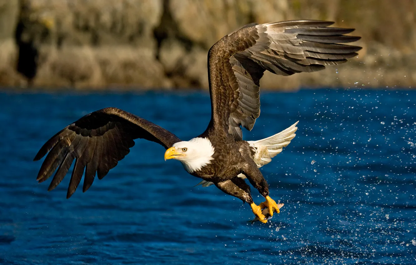 Photo wallpaper water, flight, squirt, bird, eagle, wings