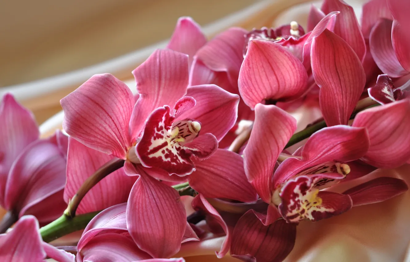 Photo wallpaper branches, exotic, Orchid