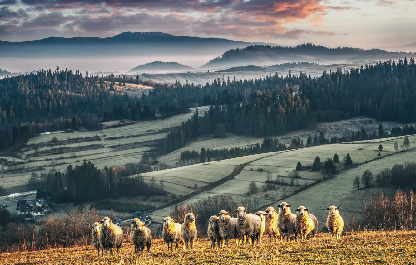 Photo wallpaper sunset, nature, sheep