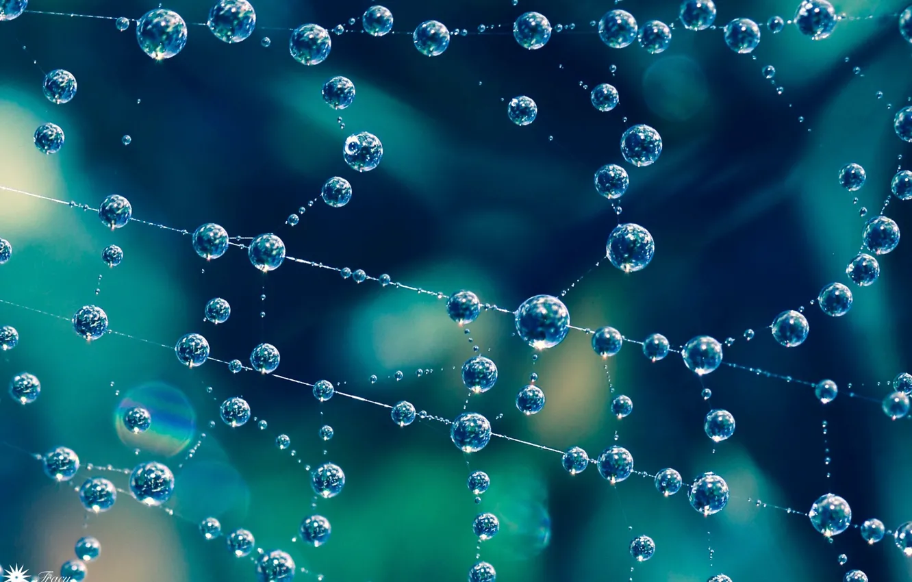 Photo wallpaper water, drops, web