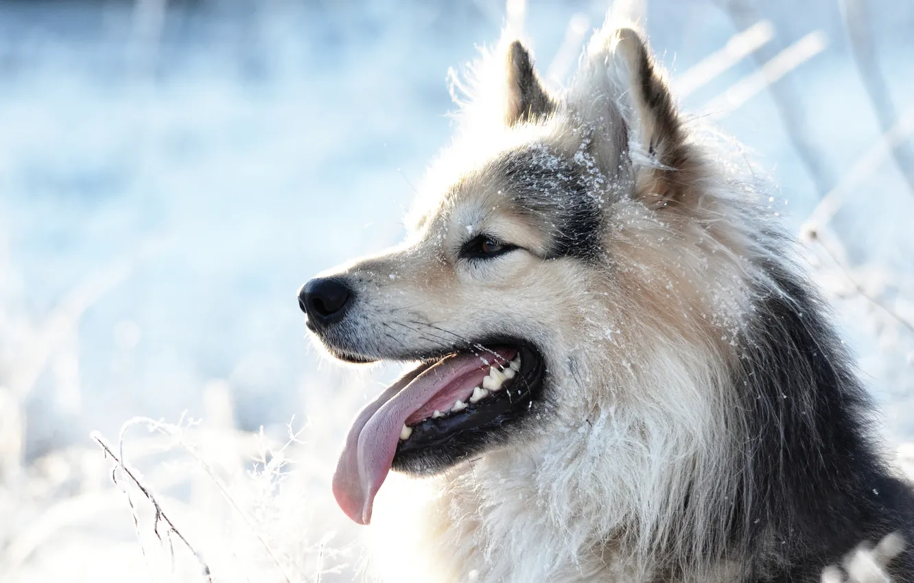 Photo wallpaper language, snow, each, dog, dog