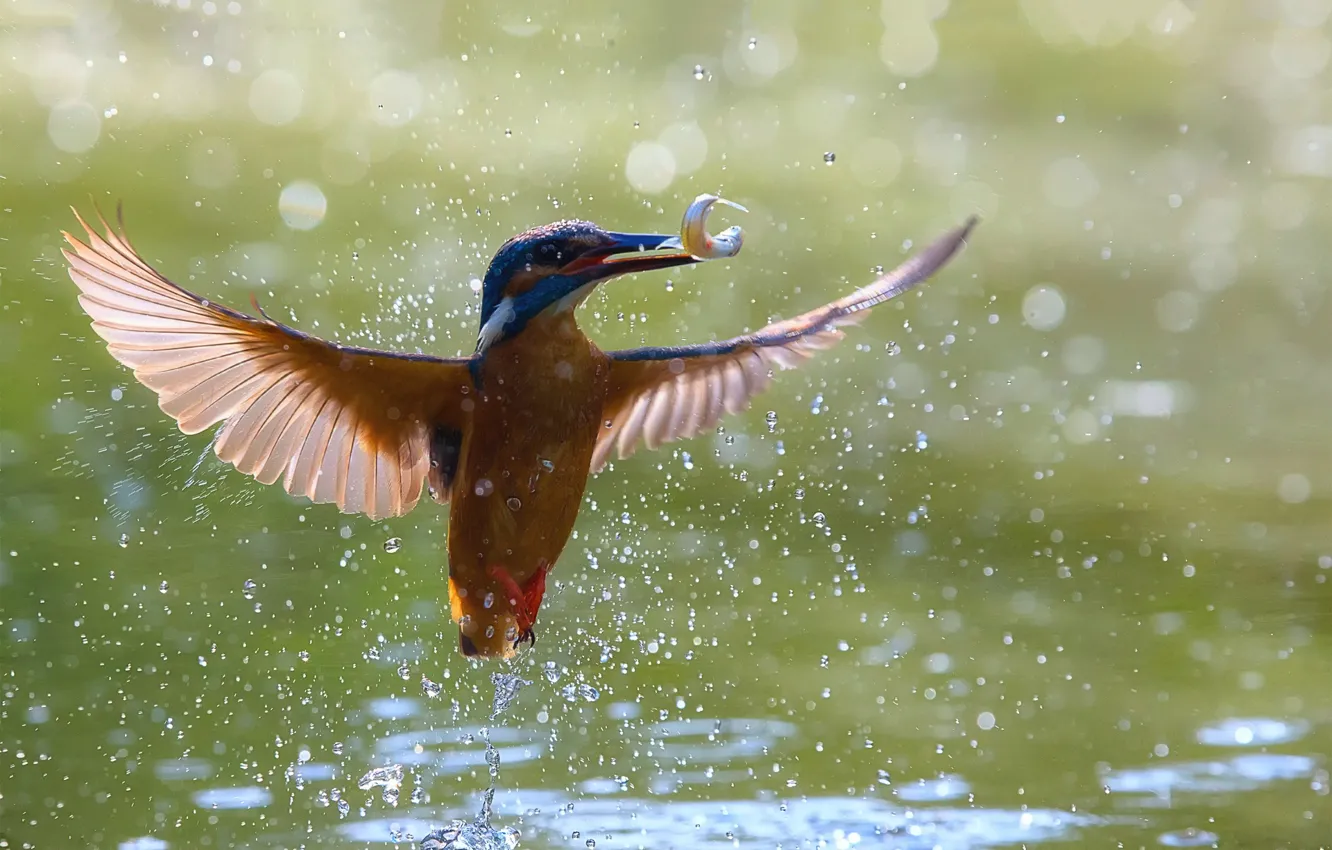 Photo wallpaper water, light, bird, wings, bokeh, Kingfisher, catch