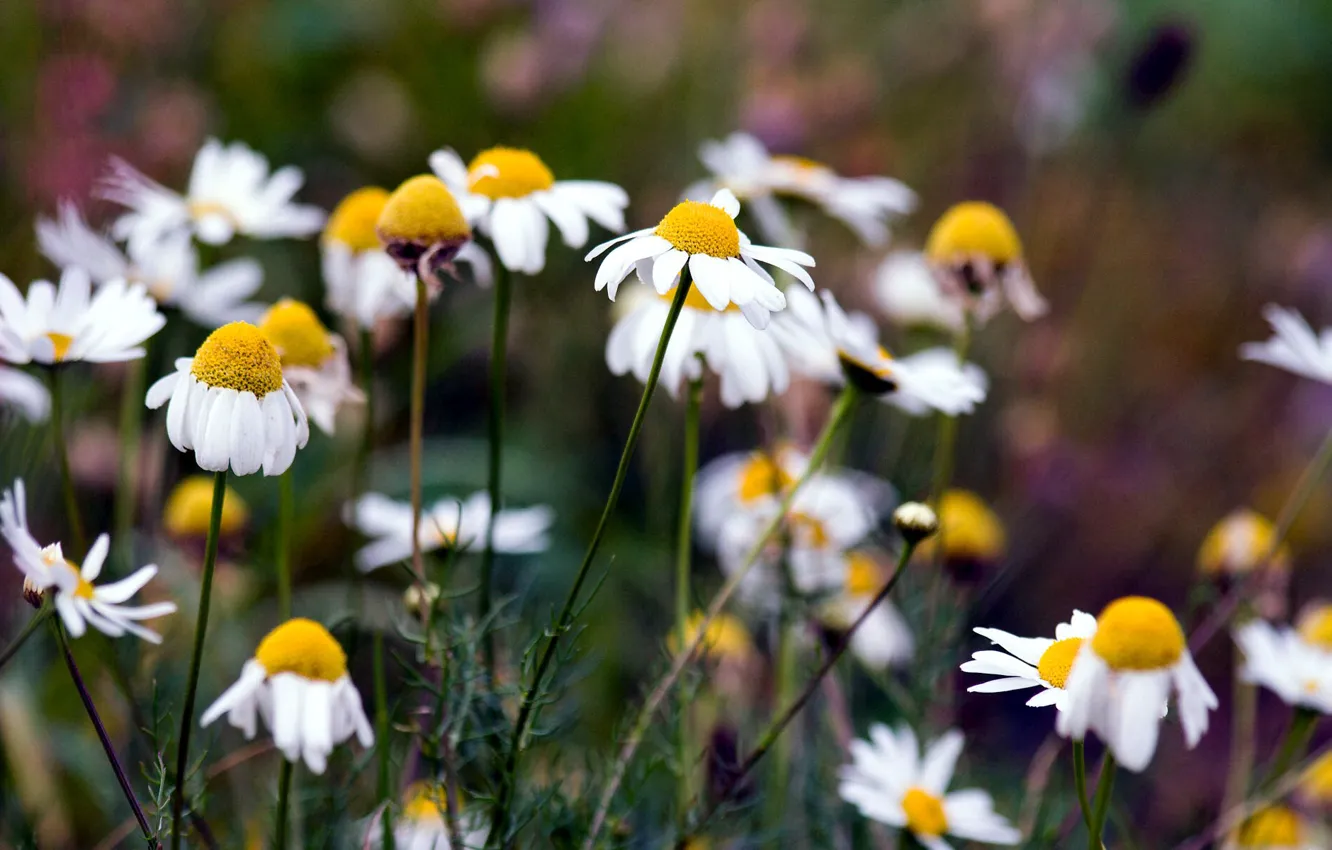 Photo wallpaper summer, nature, chamomile