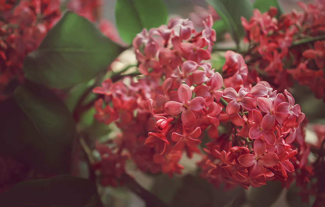 Photo wallpaper macro, bunch, lilac, inflorescence