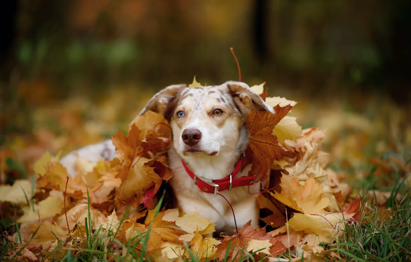 Photo wallpaper autumn, face, leaves, nature, foliage, portrait, dog, the pile of leaves