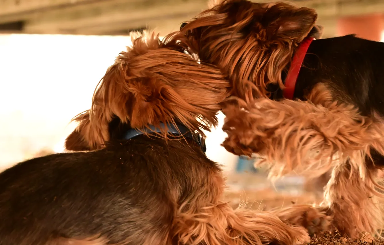 Photo wallpaper dog, York, Terrier, The Yoshkiri Terrier