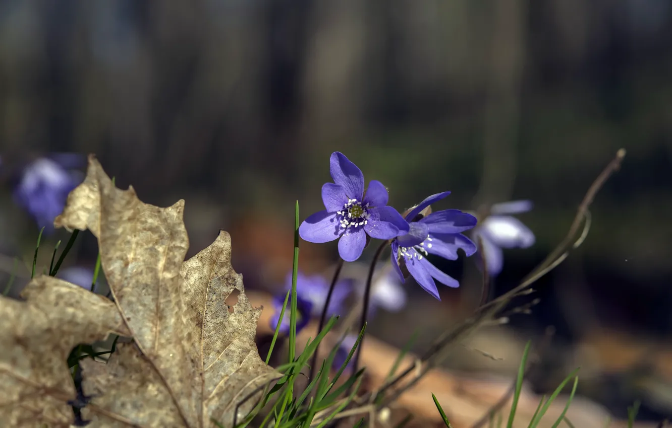 Photo wallpaper flowers, spring, violet