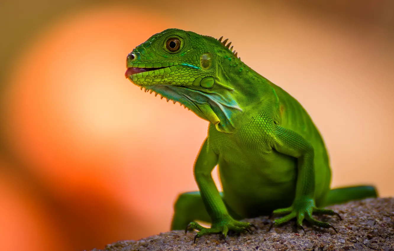 Photo wallpaper background, lizard, green