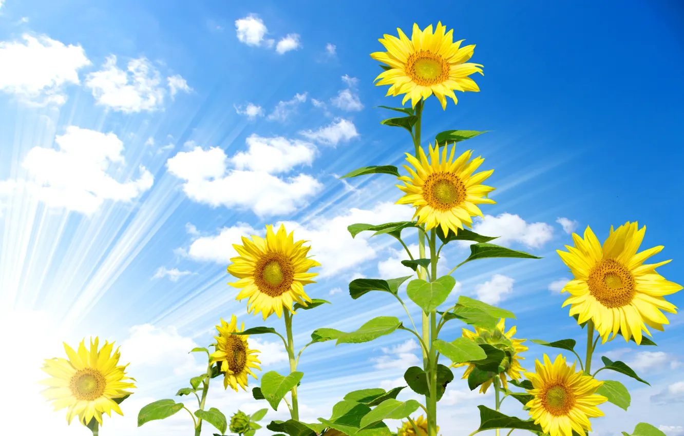 Photo wallpaper the sky, clouds, sunflowers, yellow, blue, the rays of the sun
